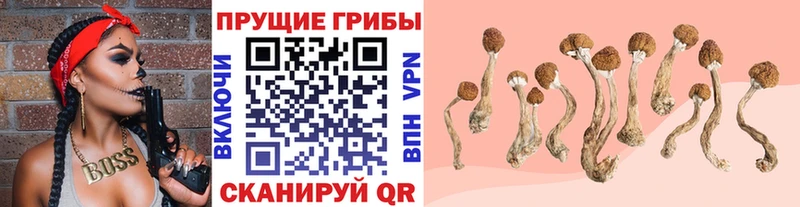 Купить закладки  Козловка  Псилоцибиновые грибы Magic Shrooms 